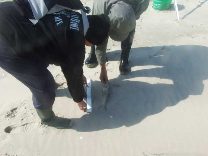 plage117.jpg